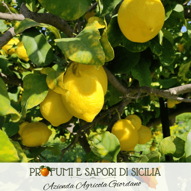 Limoni