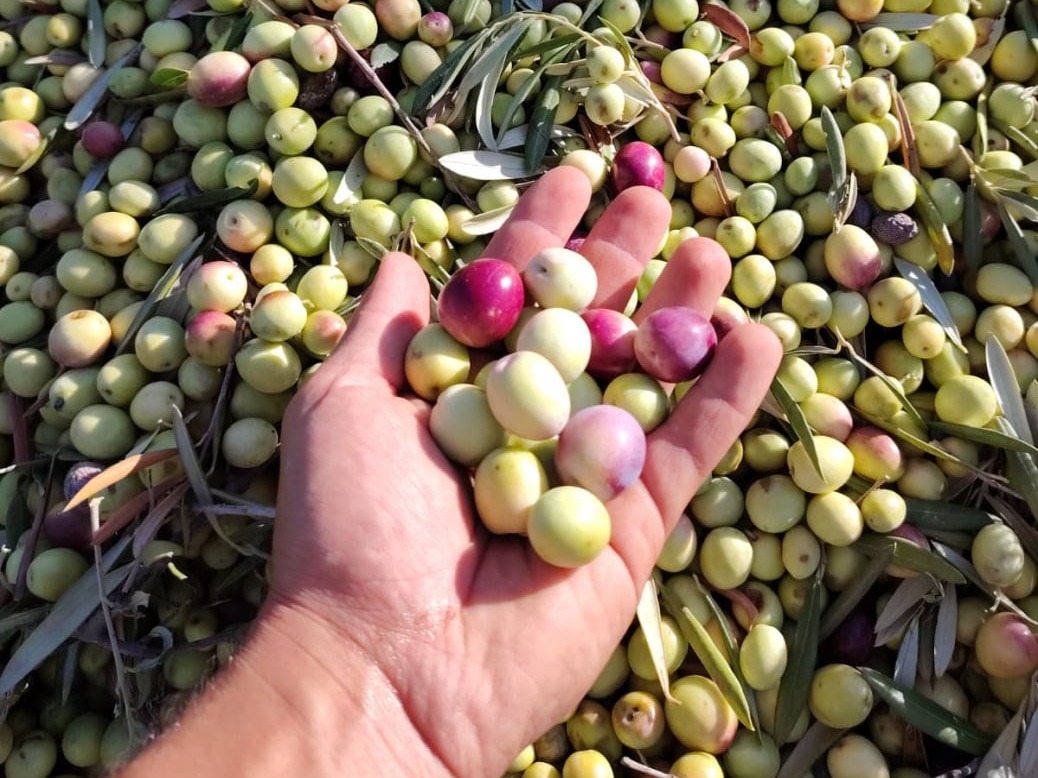 Azienda Agricola Giordano