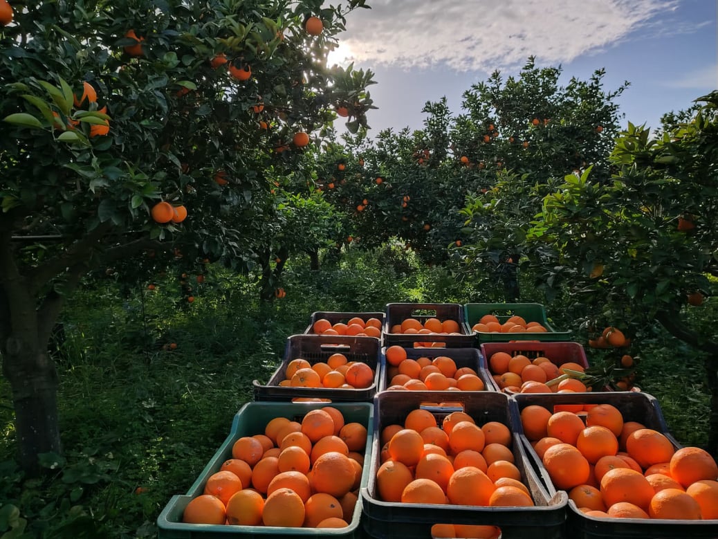 Azienda Agricola Giordano