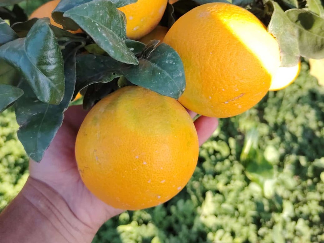 Azienda Agricola Giordano