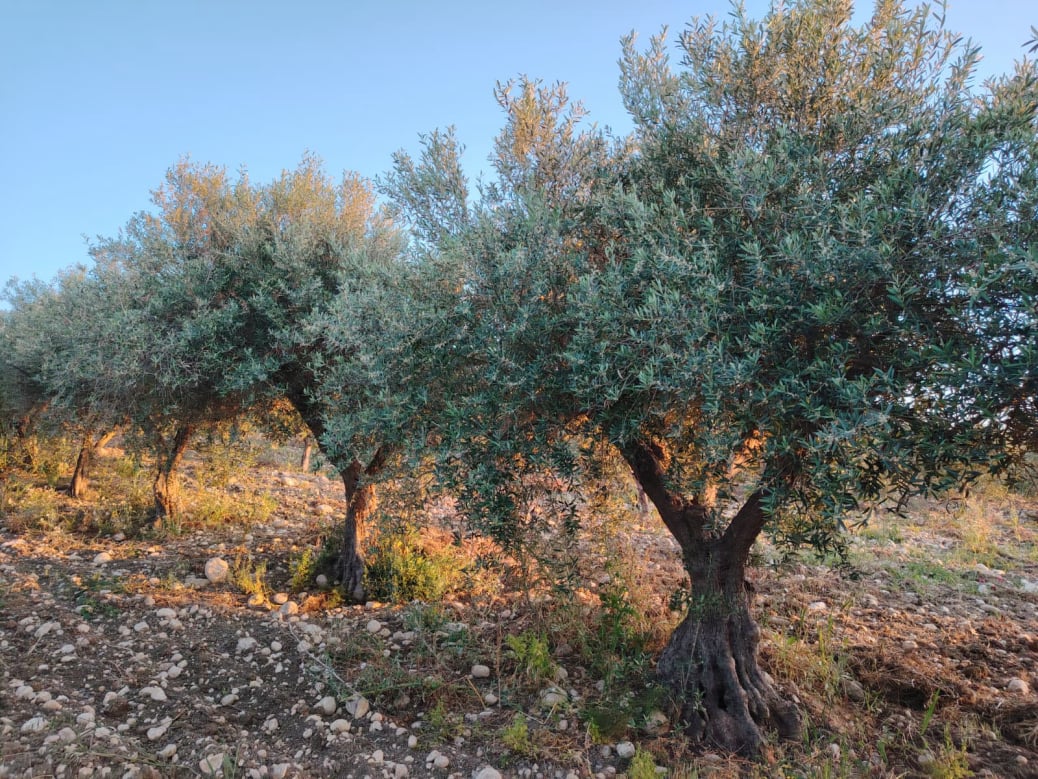 Azienda Agricola Giordano