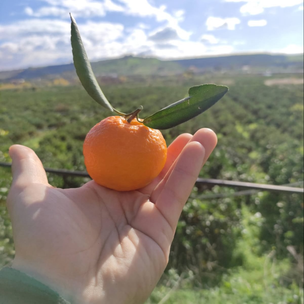 Le arance fanno bene alla salute